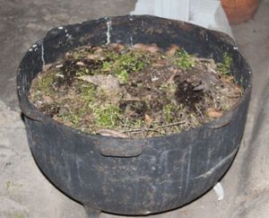 lot 5 image: Cast Iron Caldron used as a planter
