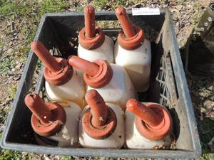 lot 279 image: 7 CALF FEEDING BOTTLES - NIPPLES ARE IFFY