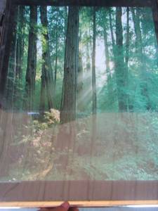 lot 228 image: forrest art framed  2418