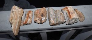 lot 203 image: Petrified Wood Pieces