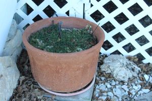 lot 360 image: Terracotta Pot