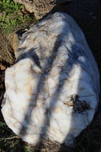 lot 188 image: Large Milky Quartz Rock HEAVY (WILL NEED DUG UP, BRING A SHOVEL AND HELP TO LIFT IT)