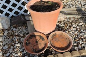lot 19 image: Medium Sized Plastic Flower Pot with 2 terra-cotta Flower pot Plates