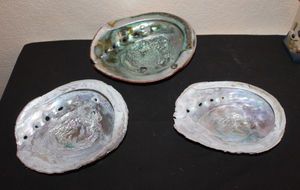 lot 153 image: Three Larger Sea Shells