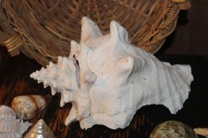 lot 331 image: Lg Conch Shell and other Shells
