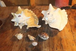 lot 352 image: Large Conch Shells and other Sea Shells