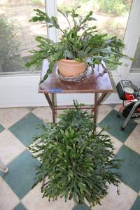 lot 37 image: Live plants - Christmas cacti with TV tray