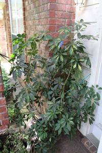 lot 161 image: Live plant