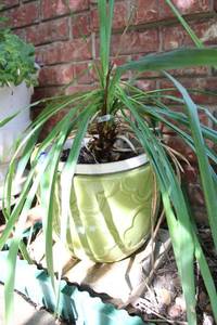 lot 165 image: Live plant