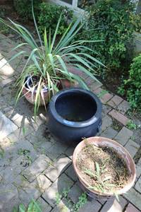 lot 156 image: Live plant and planters
