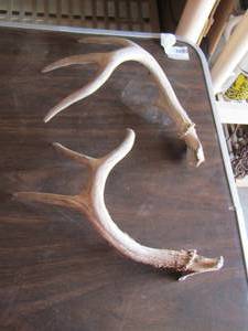 lot 136 image: Antlers