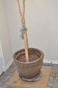 lot 336 image: Large Flower Pot, Unknown if Tree is Alive Or Not, Maybe Just Napping