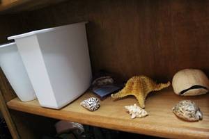 lot 203 image: 2 small trash cans and shells and star fish and a turtle shell