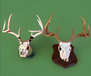 lot 29 image: Two Wall-Hanging Deer Skulls