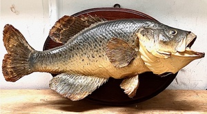 lot 202 image: Vintage 1967 Mounted Bass