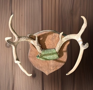 lot 158 image: Vintage Wall-Mounted Nine Point Deer Antlers