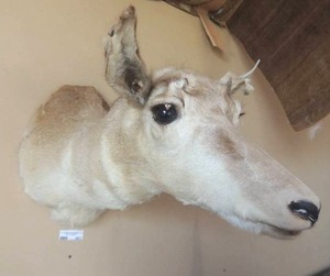 lot 463 image: PRONGHORN Antelope mount  has 2 nubs