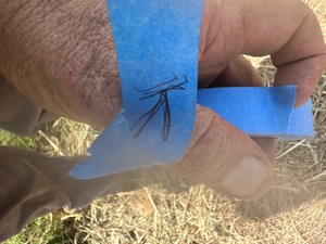 lot 1810 image: CAST IRON BATH  TUB   5 1 FT