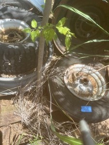 lot 1844 image: TIRES & RIMS FOR LAWN TRACTORS  &   15 TIRES