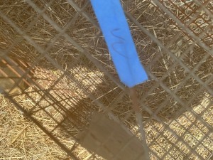 lot 1825 image: 2 live animal traps