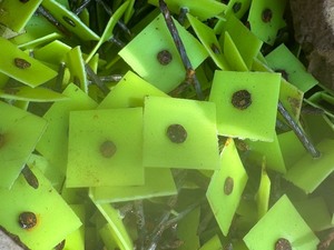 lot 1612 image: box roofing tacs