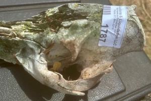 lot 1787 image: skull