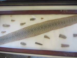 lot 107 image: rattle snake framed skin and rattlers