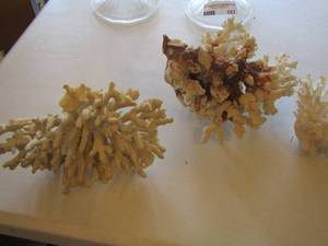 lot 158 image: ocean coral qty 3 pieces very fragile