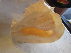 lot 173 image: seashell