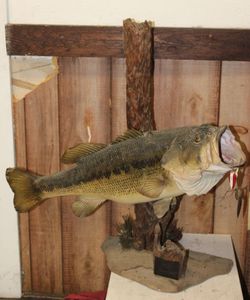 lot 209 image: Mounted big mouth bass (the one that got away)