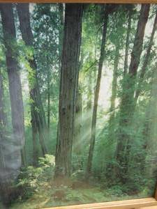 lot 208 image: 2217 12 forest art