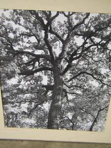 lot 209 image: 2924 black and white tree art