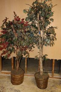 lot 414 image: Two artificial Ficus trees