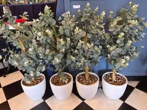 lot 60 image: Lot of 4 Artificial Eucalyptus Trees w Ceramic Pots
