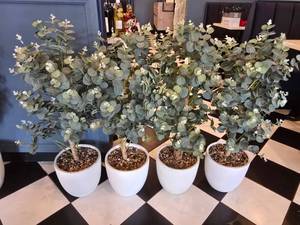 lot 61 image: Lot of 4 Artificial Eucalyptus Trees w Ceramic Pots