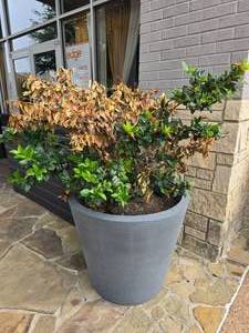 lot 85 image: LARGE Grey Planter Pot