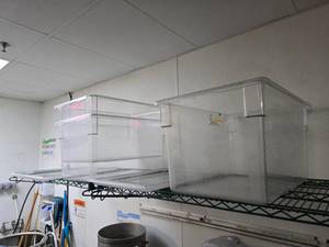 lot 164 image: Lot of 3 Large Cambro Clear CamWear 182615CW Clear Polycarbonate Food Storage Boxes.  Measures 26 x 18 x 15.  Includes 2 Lids