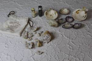 lot 108 image: Shells and a rock that has been broken open to show off the Crystals inside