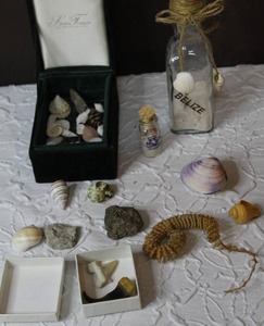 lot 157 image: Mixed lot of shells and shark tooth and bear claw and more see pictures