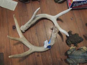 lot 989 image: DEER HORNS