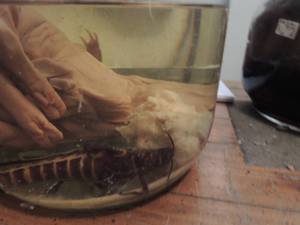 lot 978 image: PRESERVED SPECIMENS IN JAR - FETAL PIG, LOBSTER