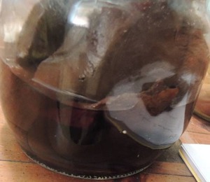 lot 979 image: PRESERVED SPECIMENS IN JAR
