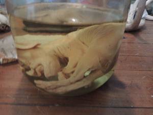 lot 983 image: PRESERVED SPECIMENS IN JAR - FETAL PIG