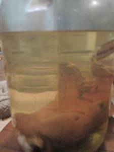 lot 984 image: Gorilla hand in jar - FOUND ON 635 IN DALLAS YEARS AGO