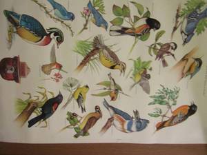 lot 820 image: bird wall poster