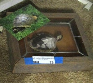 lot 78 image: sea turtle in shadow box with a picture of a tortus