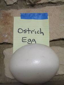lot 112 image: ostrich egg white