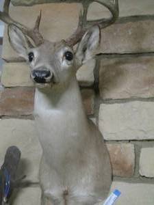 lot 113 image: mounted deer