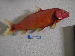 lot 143 image: red fish  18