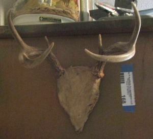 lot 168 image: small deer antlers